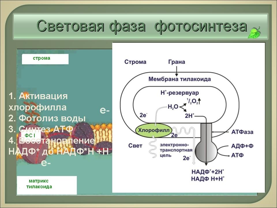 Каким номером на рисунке обозначена молекула глюкозы которая образуется в результате фотосинтеза