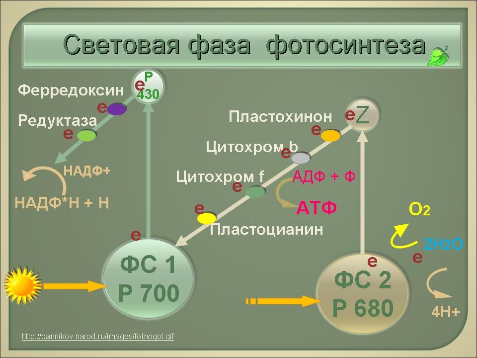 Фотосинтез фото схема