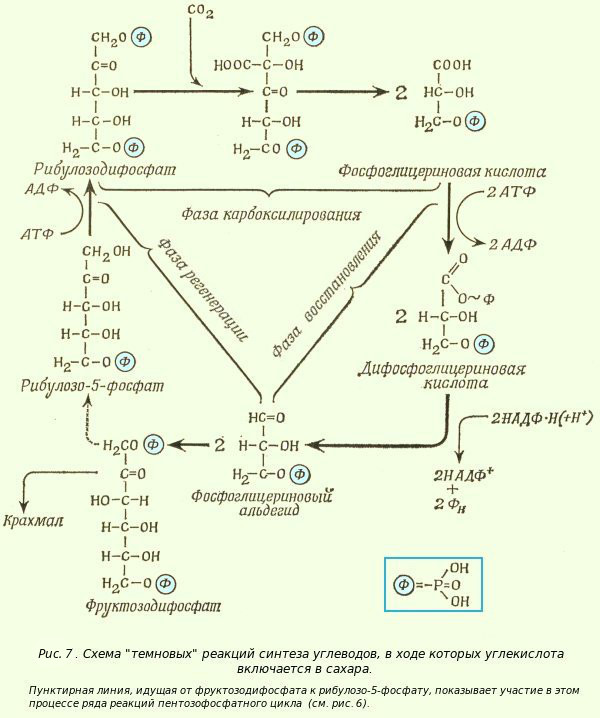 Синтез крахмала световая фаза. Рибулозодифосфат в фотосинтезе. НАДФ В фотосинтезе. Синтез углеводов из со2 н2оорганоид. Рибулозобисфосфат получение.